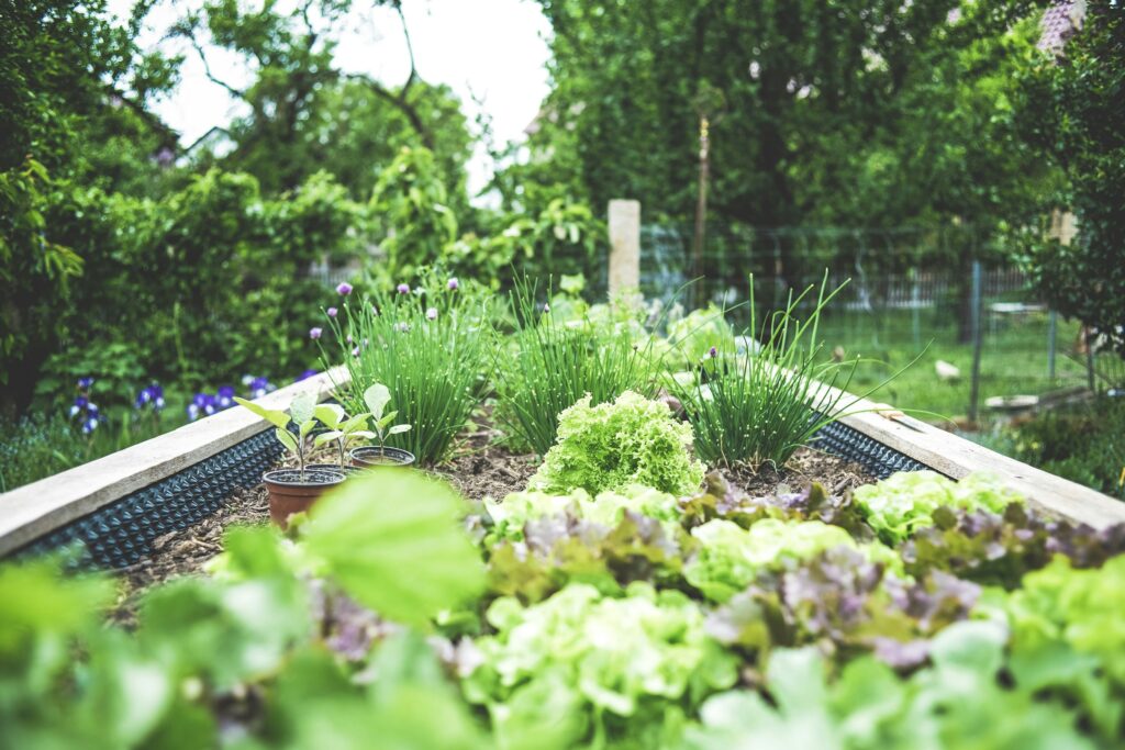 Lettuce and chives growing in a wooden raised bed