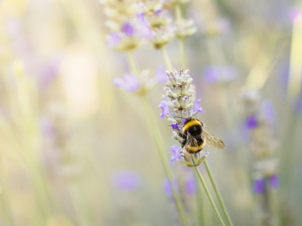 A bumblebee on a stem of lavender