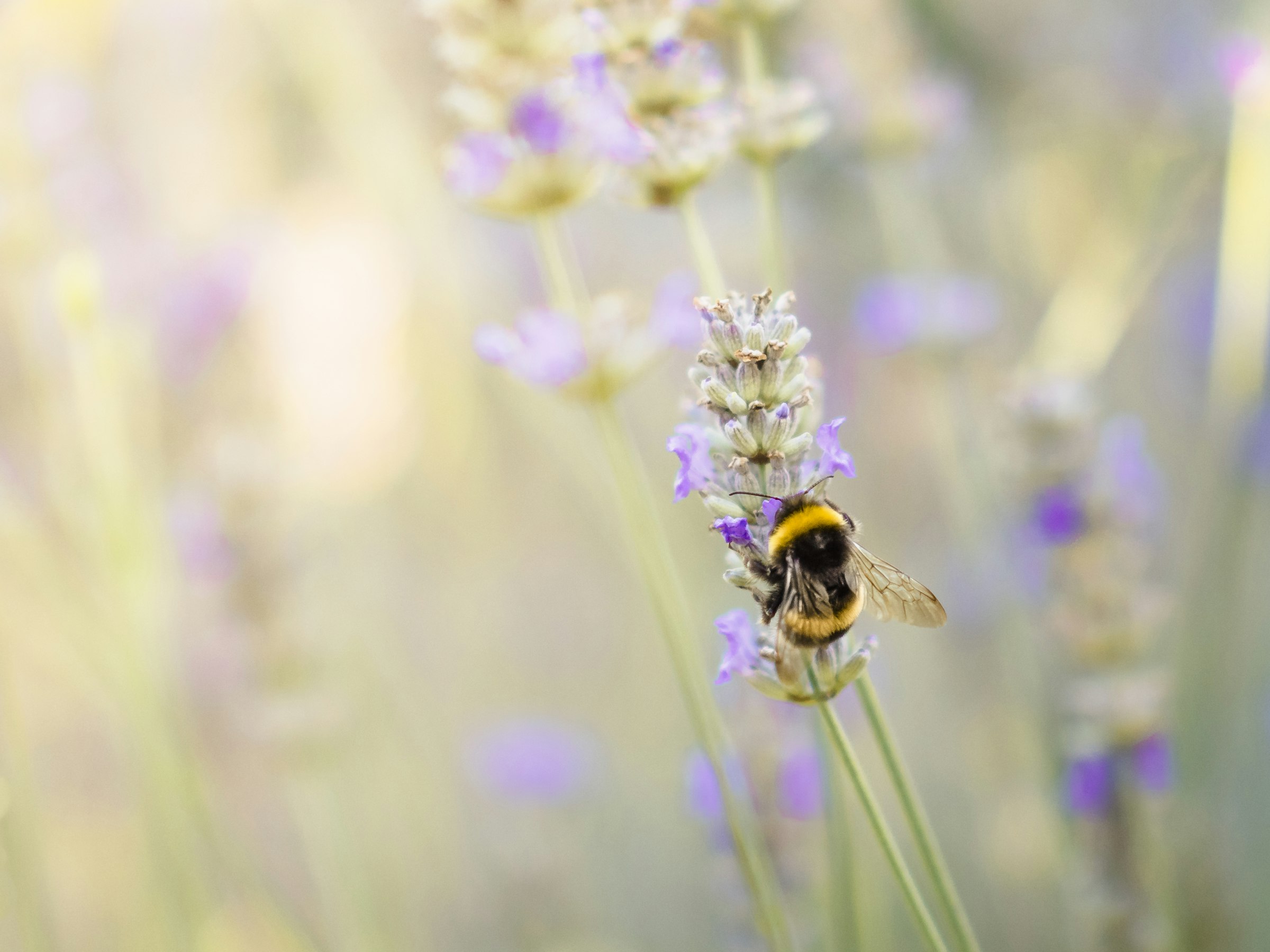 A bumblebee on a stem of lavender