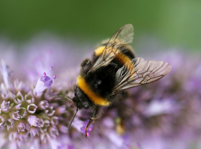 A fuzzy bumblebee feeding on purple flowers