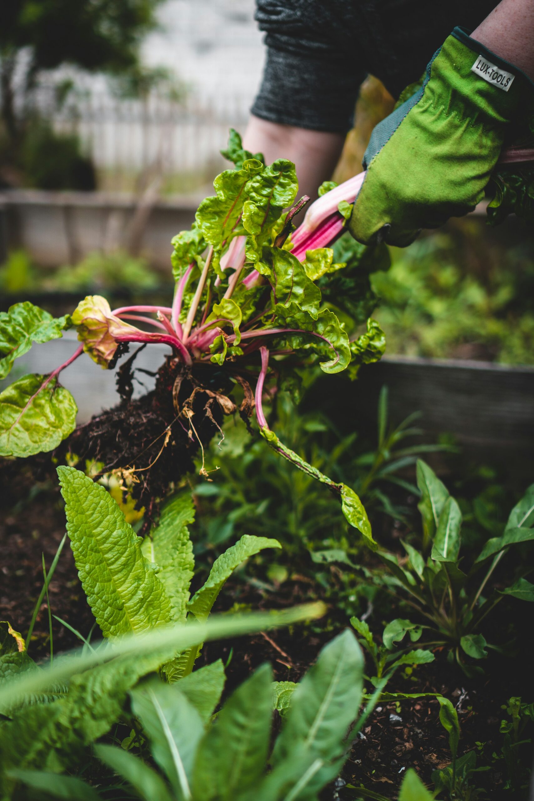 A gloved hand lifting rainbow chard from a bed