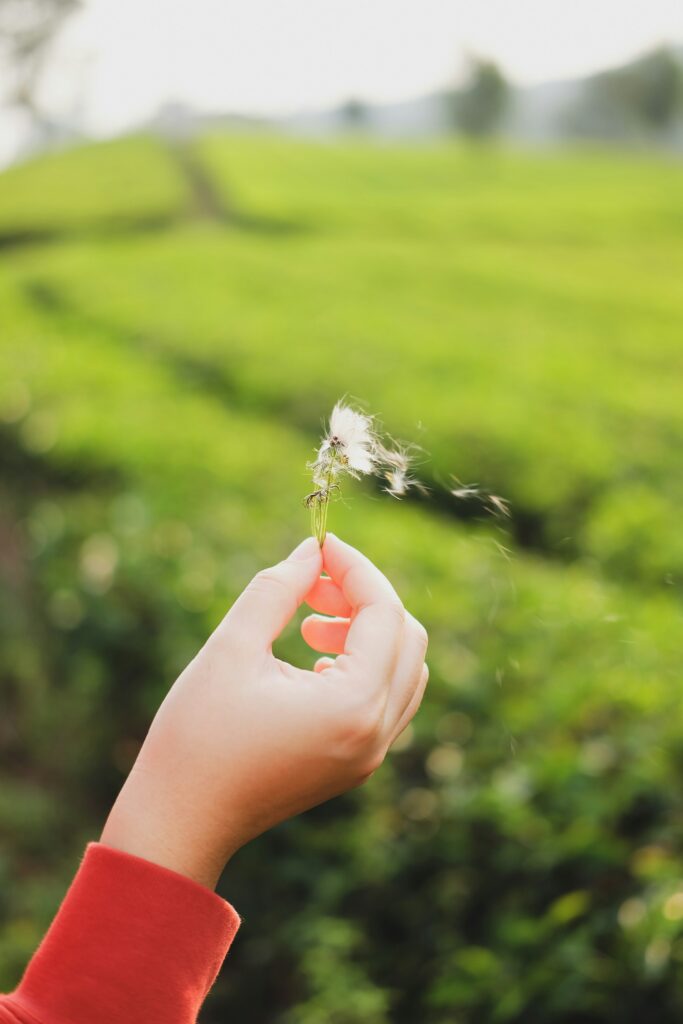 A hand holding a dandelion clock as its seeds blow away