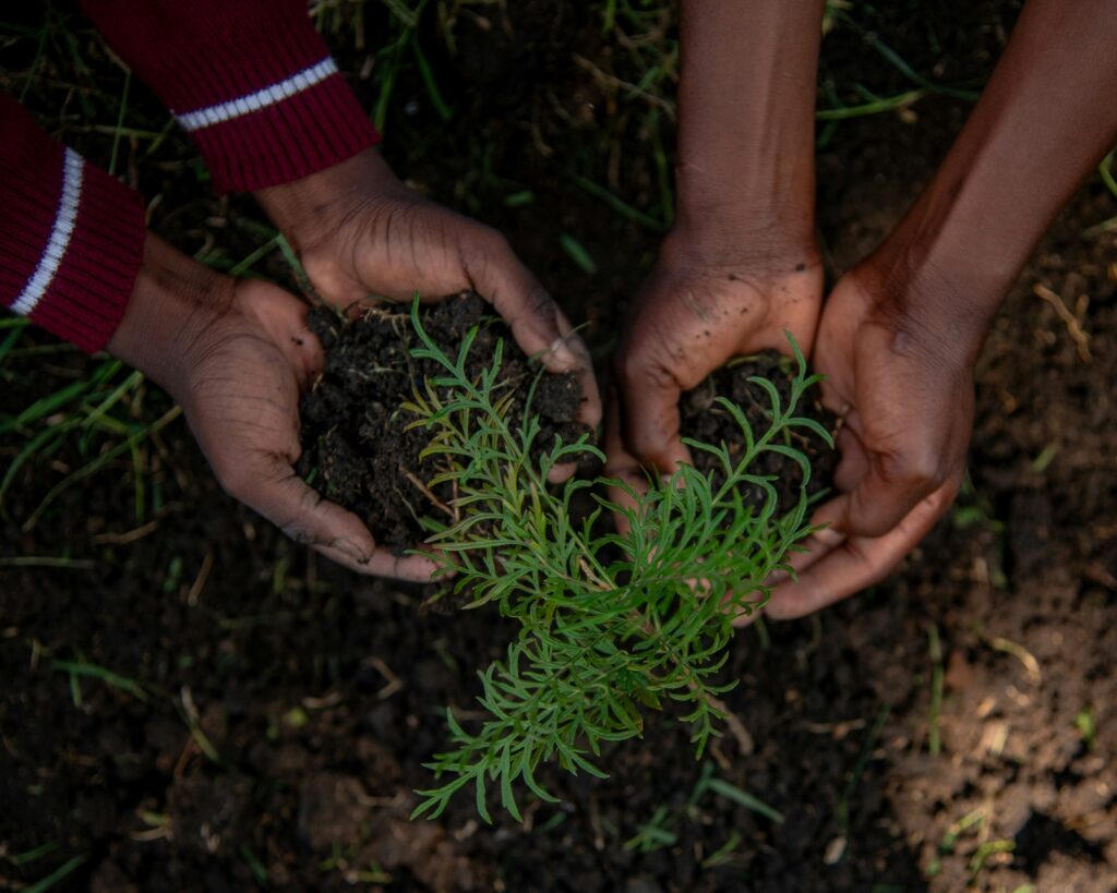 Two pairs of hands pressing soil around a young plant