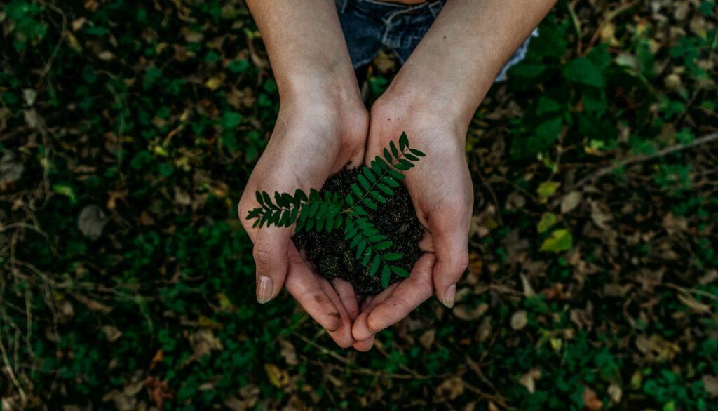 Cupped hands holding a small seedling in a clump of soil