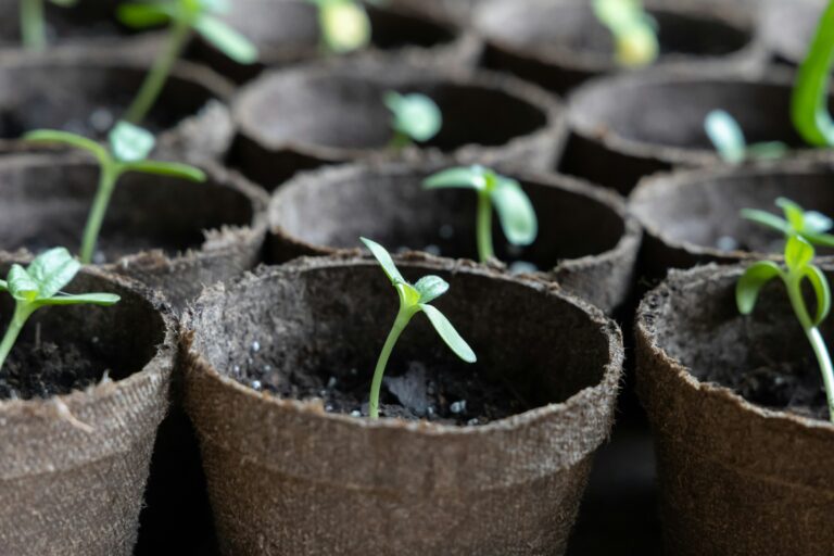 Seedlings sprouting in small fibre pots