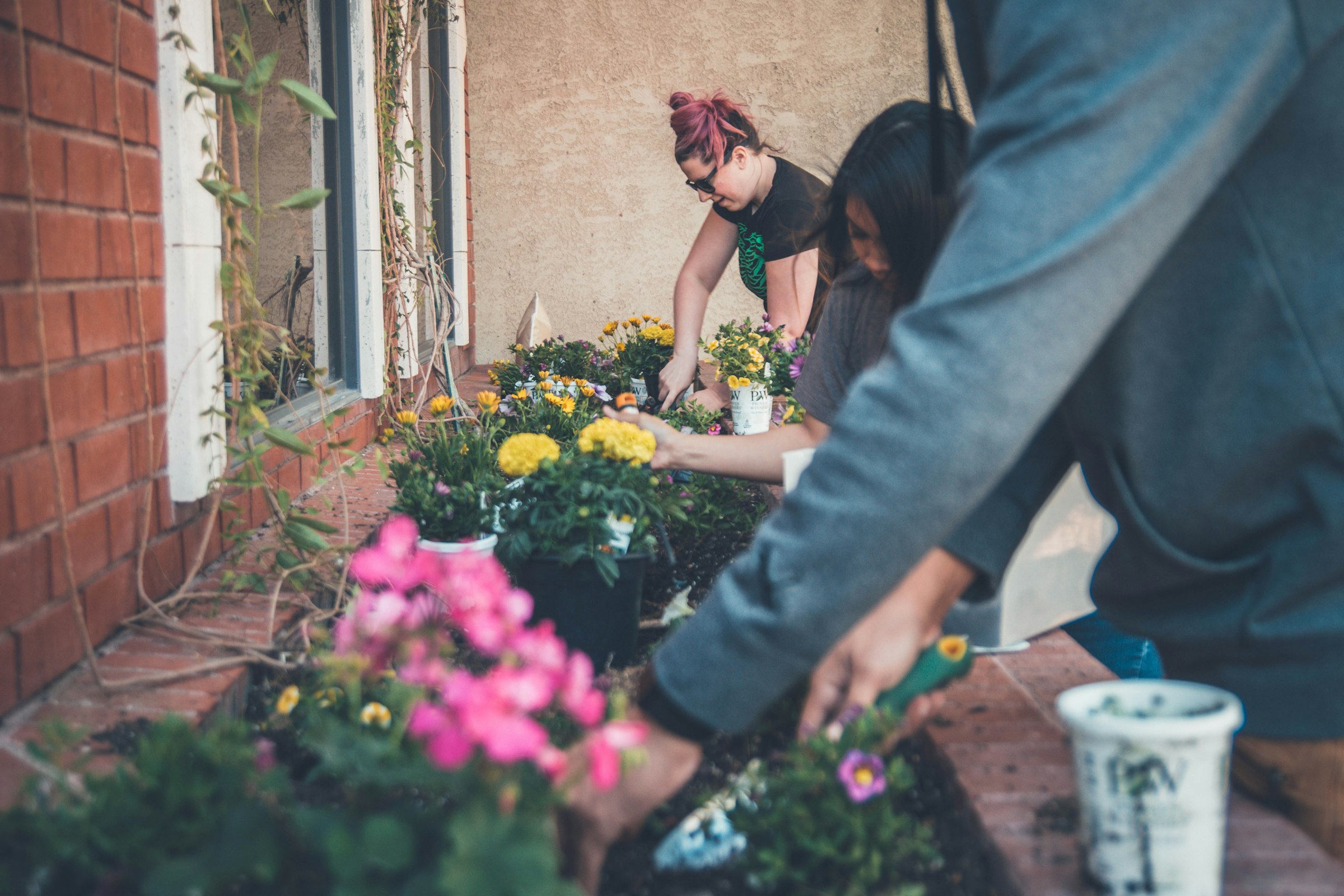 People kneeling to plant flowers along a garden bed