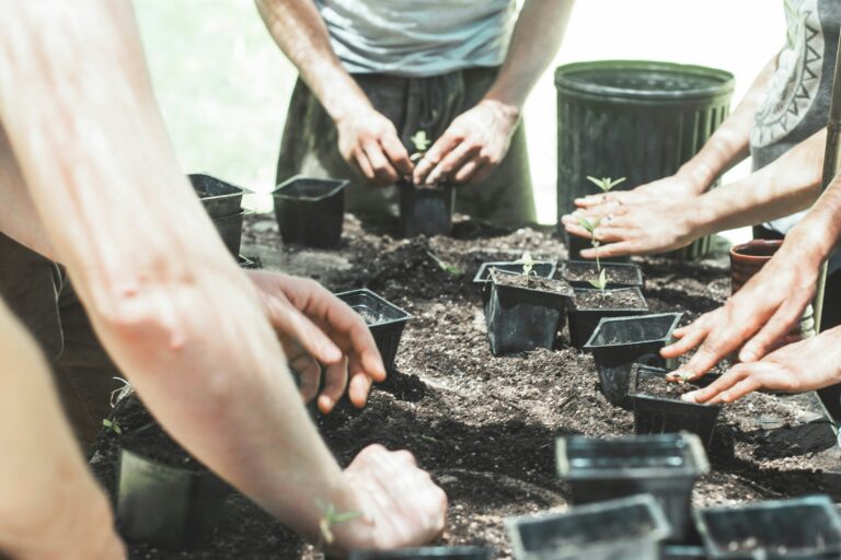 Hands potting seedlings around a table covered in soil