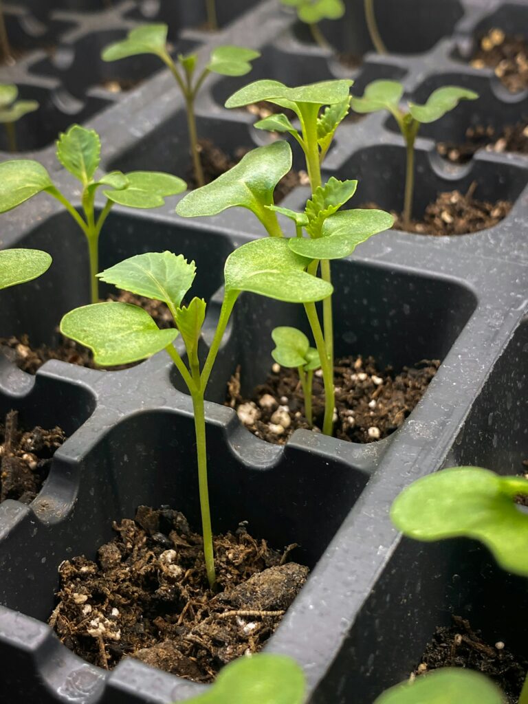 Seedlings with their first leaves in a black plastic tray
