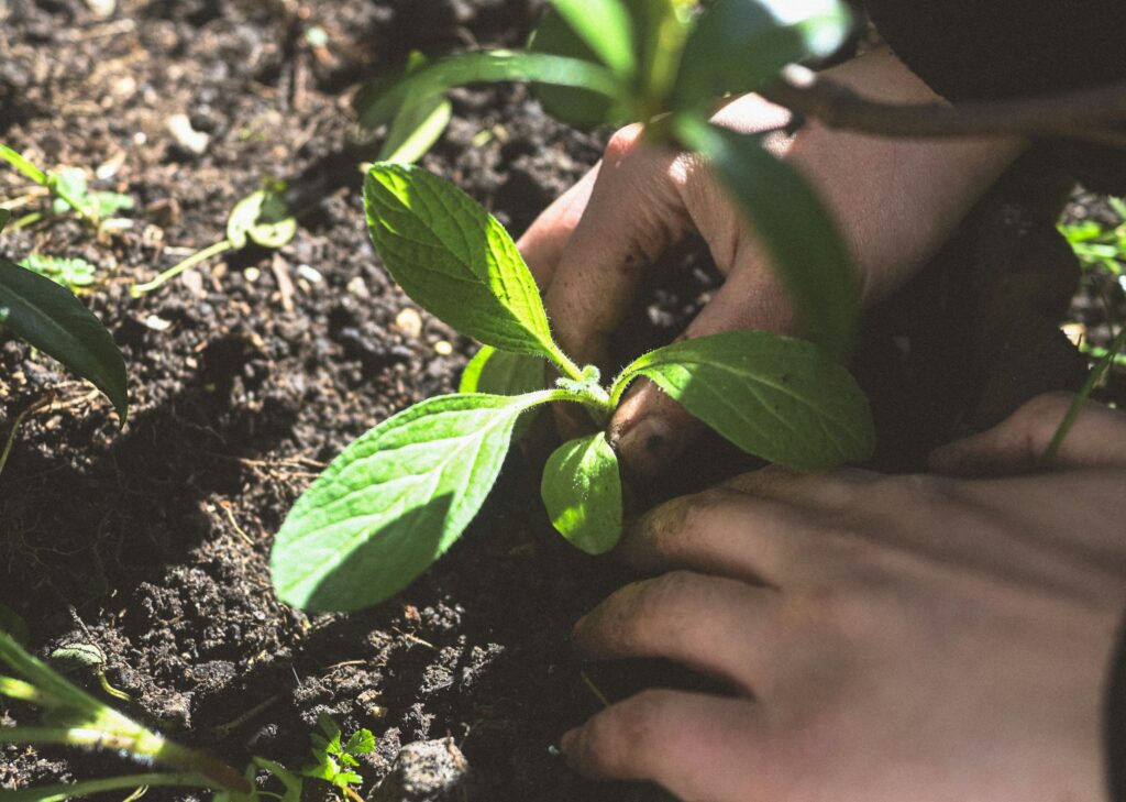 A hand firming soil around a young seedling