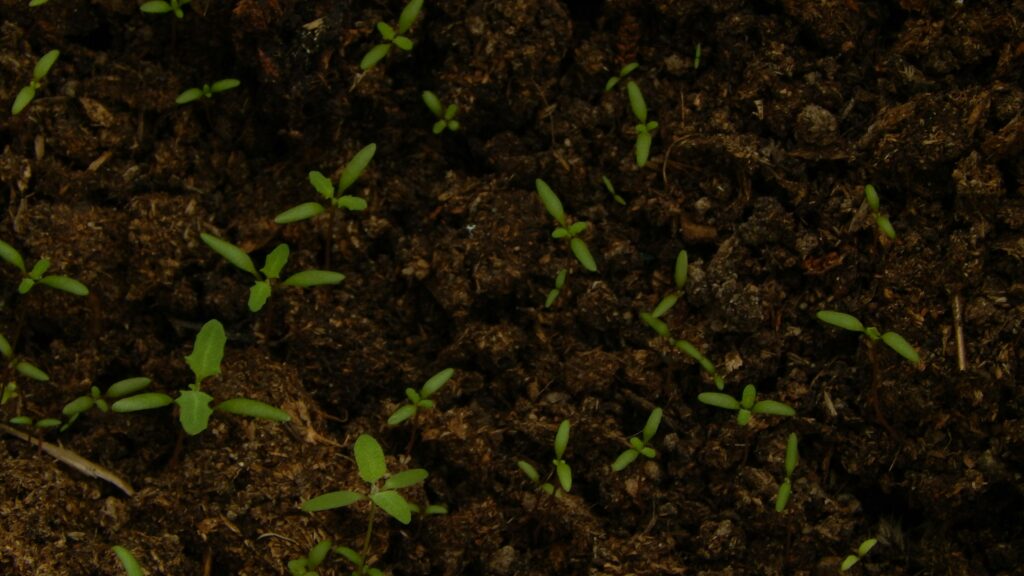 Tiny green sprouts coming up through dark soil