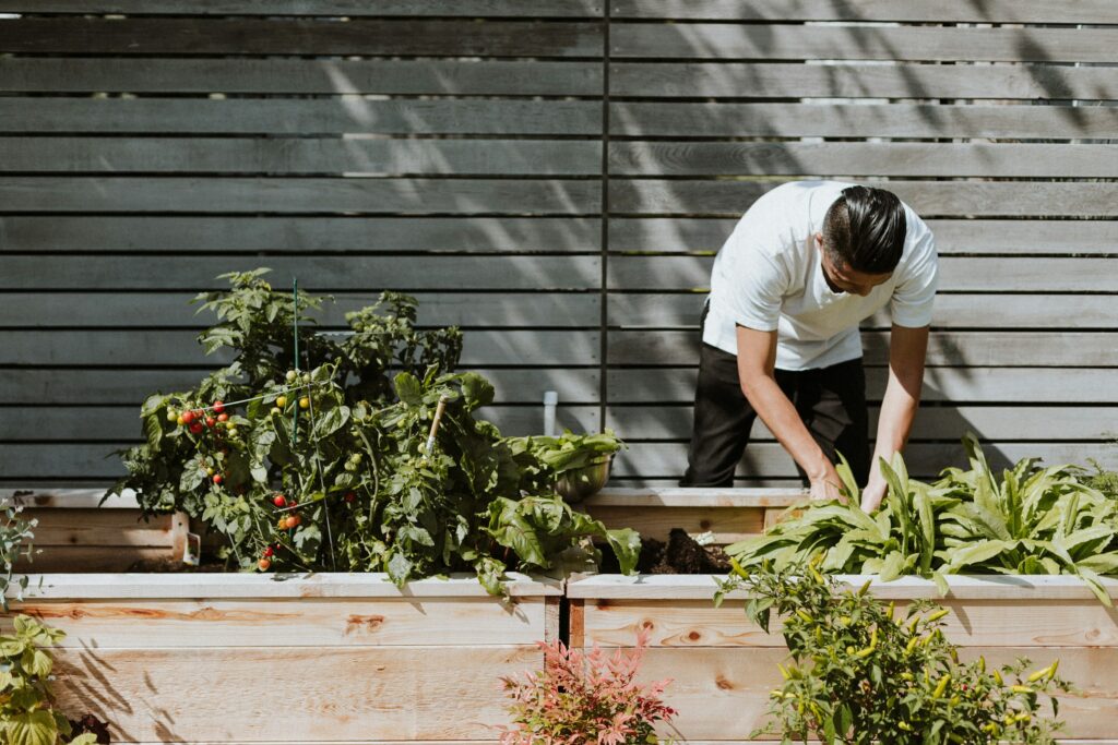 A person bending over wooden raised beds full of leafy greens