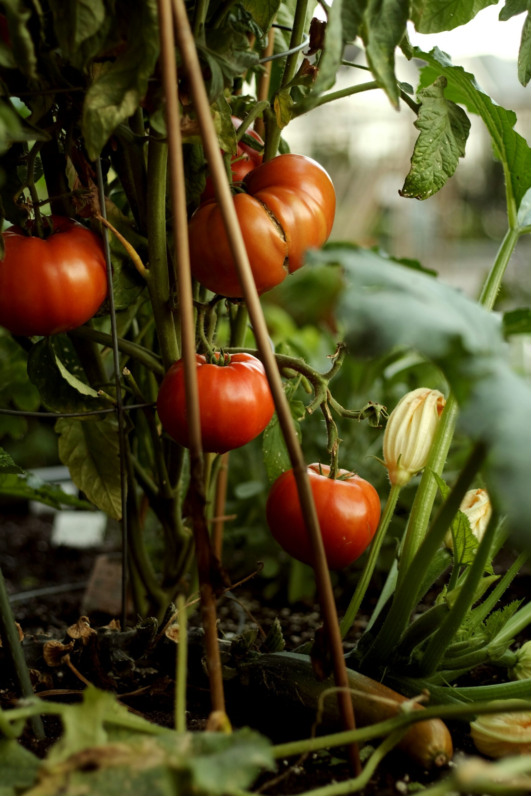 Ripe and green tomatoes hanging on the vine