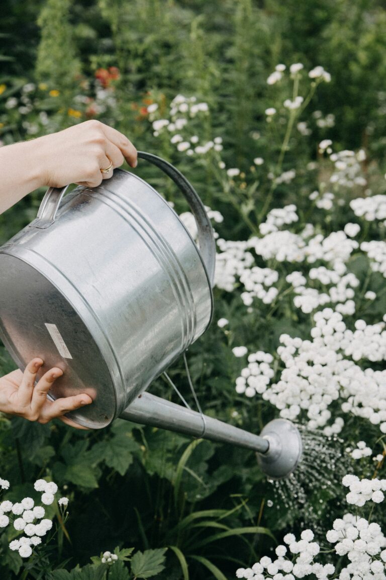 A metal watering can pouring over white flowers